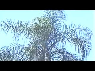Brasiliansk stor ræv dandara 90s